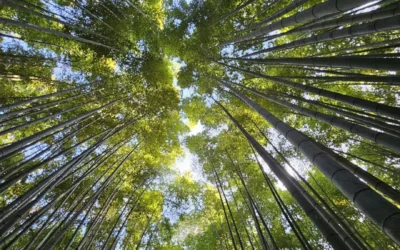 San Francisco de Asís y el 800 aniversario del Cántico de las Criaturas