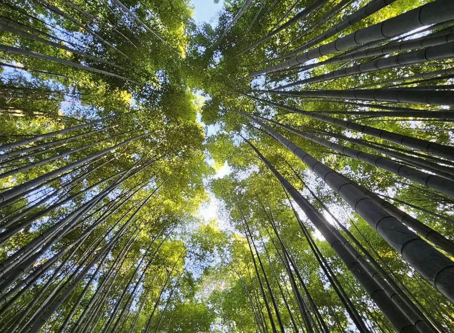 San Francisco de Asís y el 800 aniversario del Cántico de las Criaturas